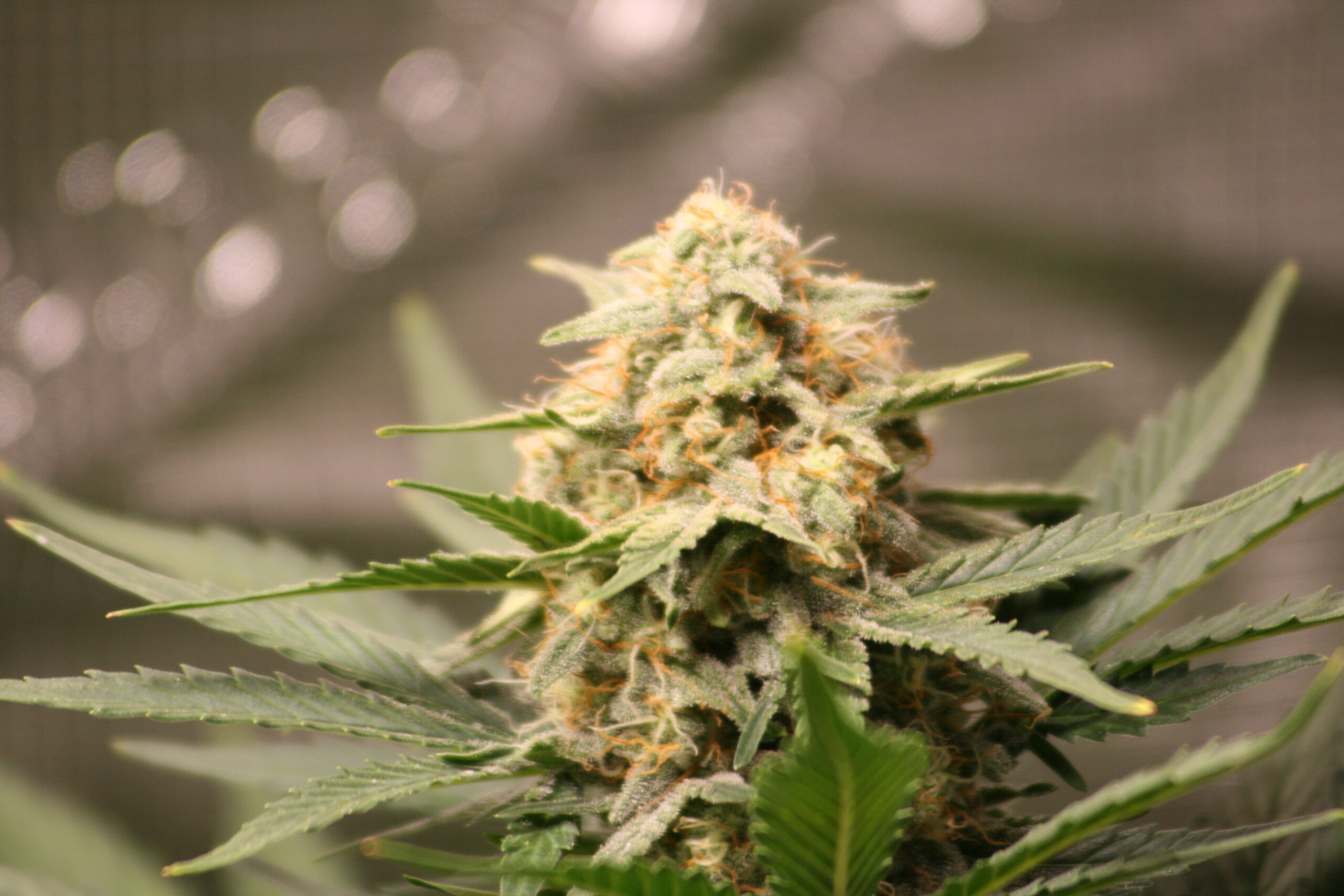 ๐ฟ The Basics of the Cannabis Plant