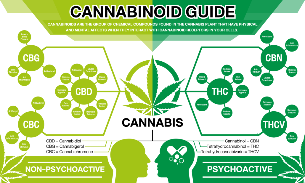๐ฟ The Complete Guide to Cannabinoids 101: Discover the Hidden Power of THC and CBD
