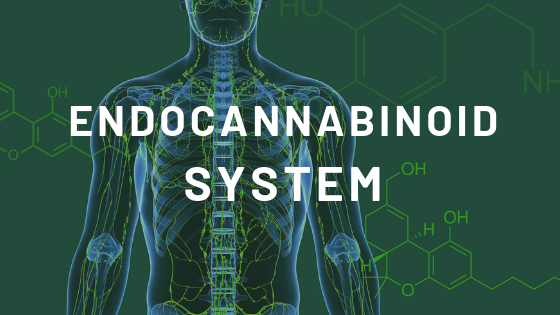 ๐ง The Endocannabinoid System: How Cannabis Works in the Body