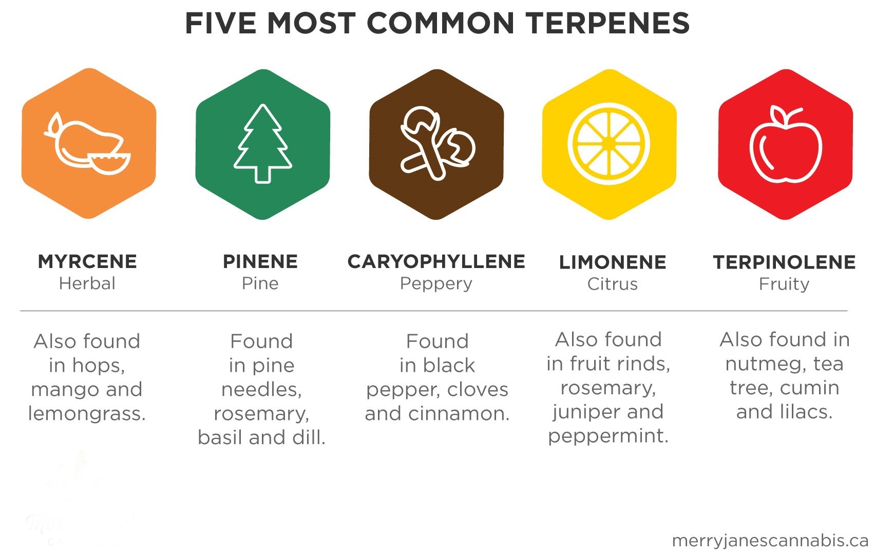 ๐Terpenes in Cannabis: The Essential Guide to Aroma and Effects